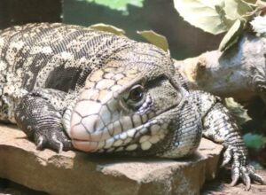 Tegu lizard at Lawrence Hall of Science
